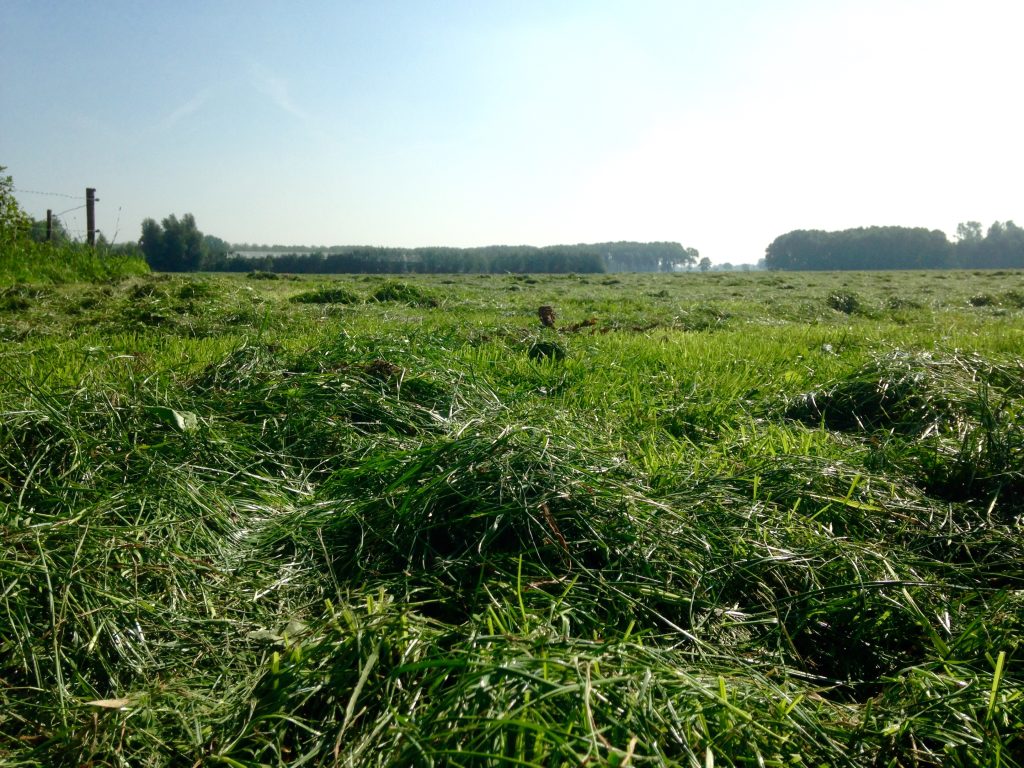 Gemaaid gras op een Fries weiland